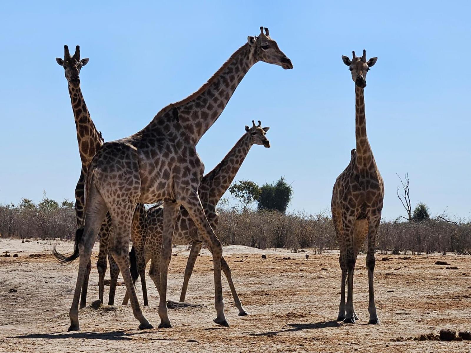 Xhabe Safari Lodge Chobe Muchenje Exterior foto